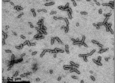 DÉVELOPPER UN VACCIN PLUS EFFICACE